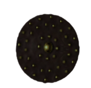 Studded wiki.png